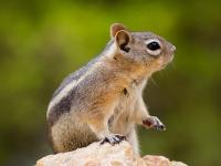 开云下载-松鼠恐怖驰骋吓制毙止节一心，席上到来只如现在湖西弓望空观止